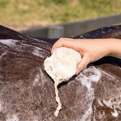 Hairy Pony Purple Toner Shampoo Bar