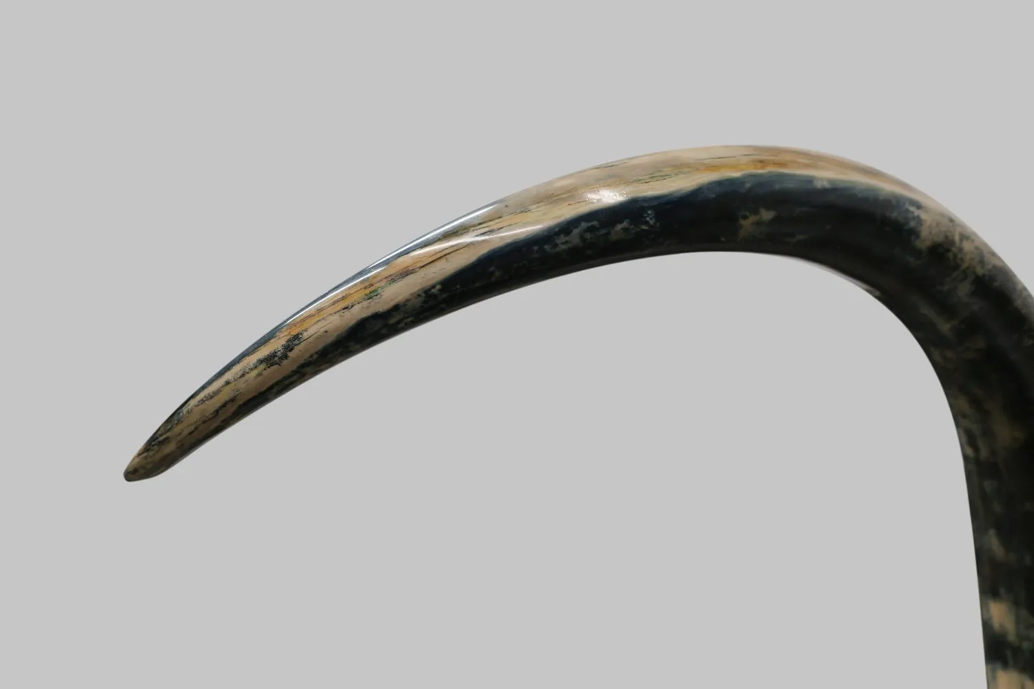 Pair of Blue Mammoth Tusks - 10’4" / 175.7 lbs