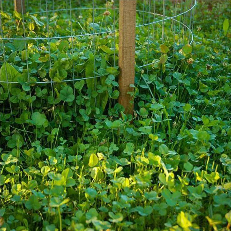 Pure Whitetail Clover Xtreme Seed