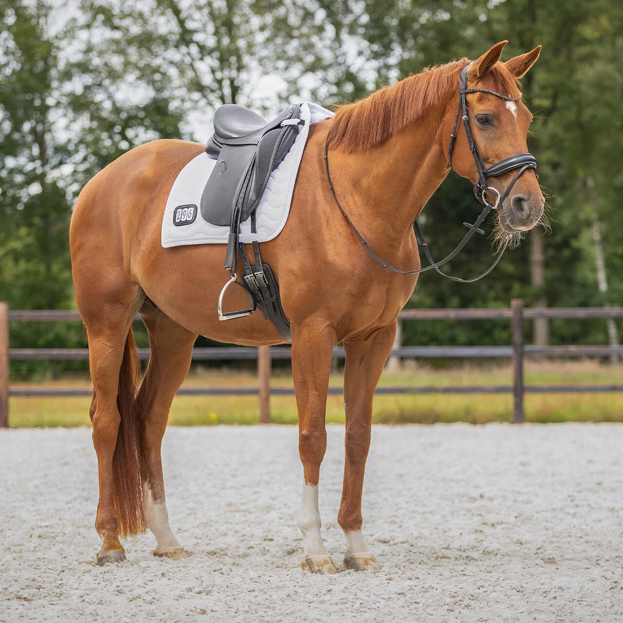 QHP Dressage Pad Sparkle Number