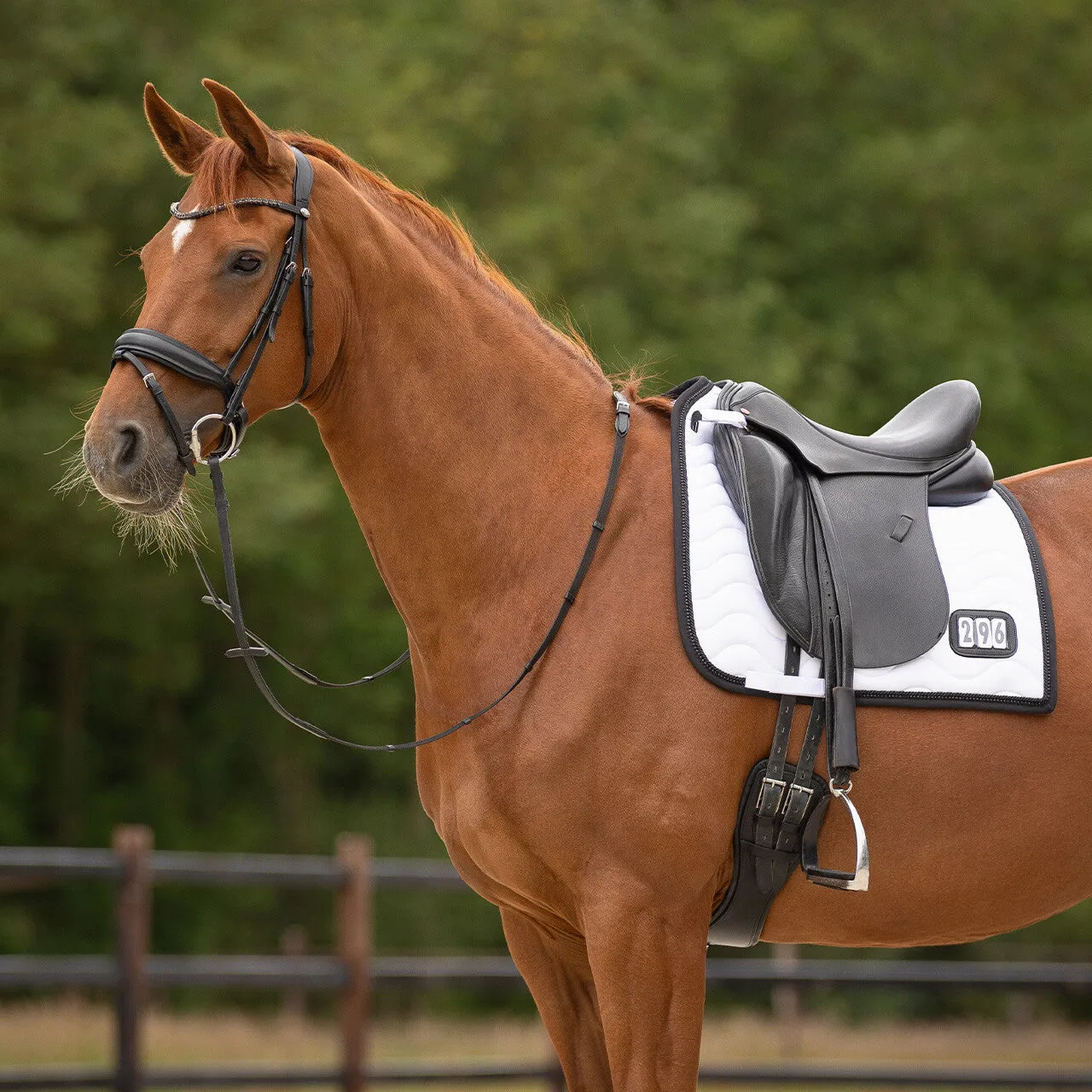 QHP Dressage Pad Sparkle Number